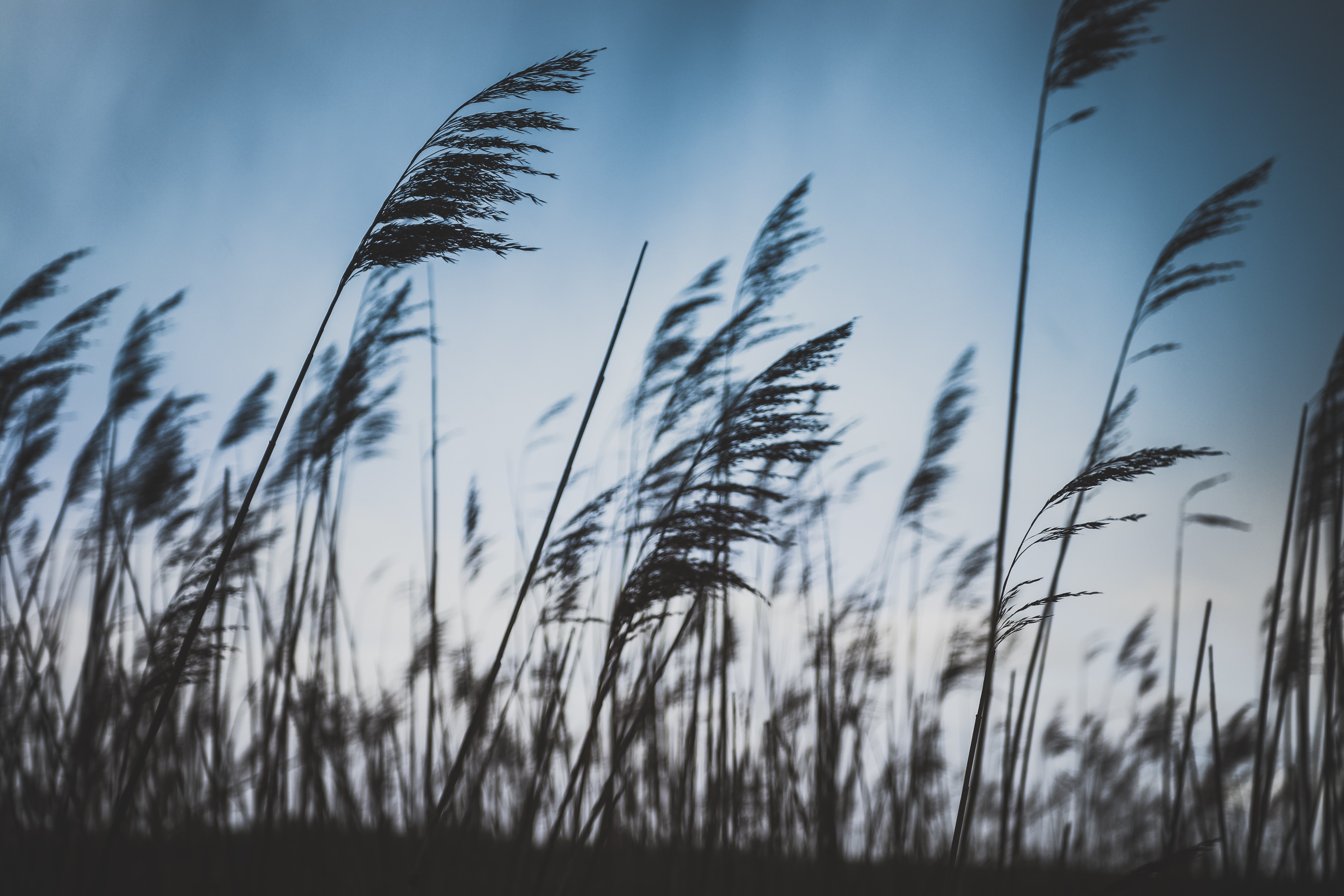 wind